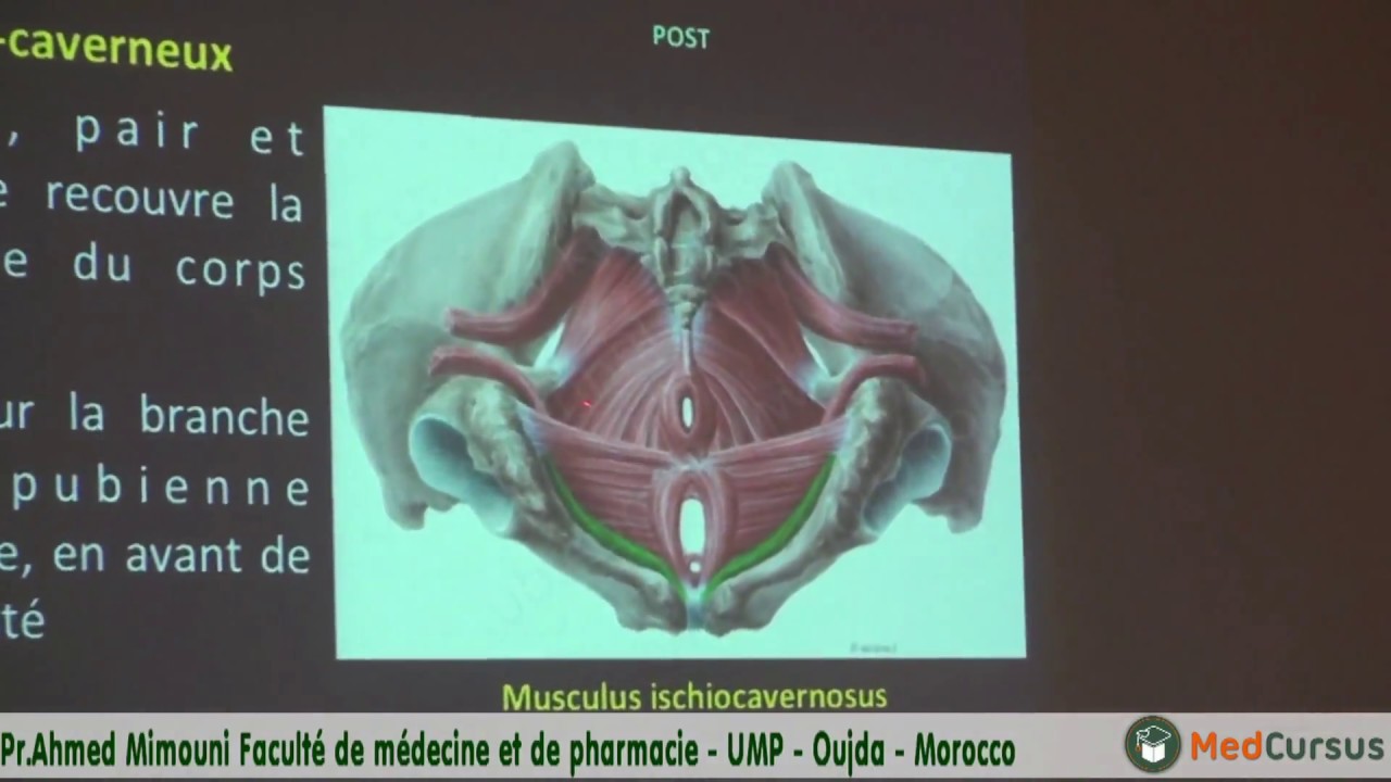 Base Anatomique de perinée féminin / Pr. Ahmed MIMOUNI